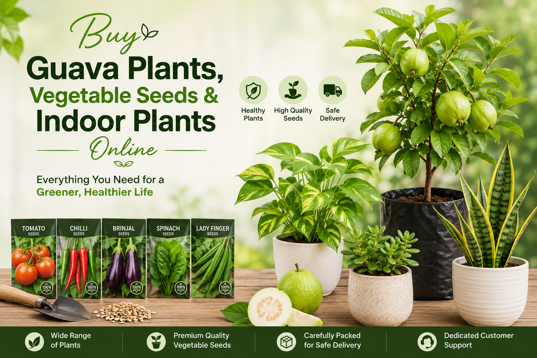 Buy Guava Plants, Vegetable Seeds & Indoor Plants Online