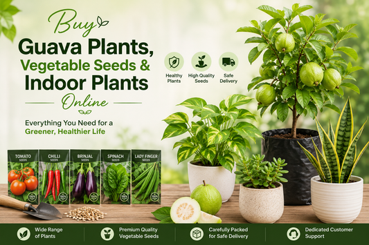 Buy Guava Plants, Vegetable Seeds & Indoor Plants Online