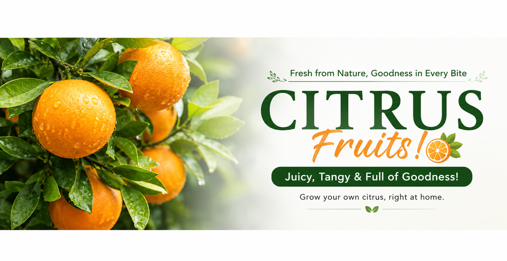 citrus fruit plants online India