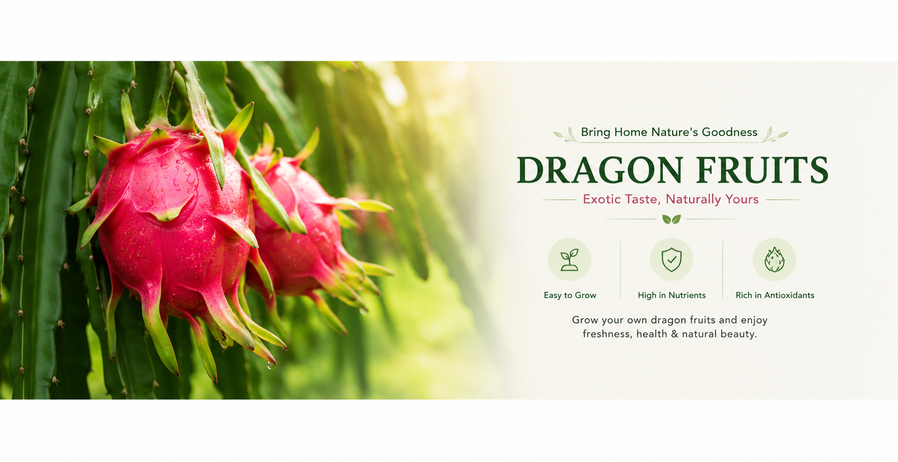 dragon fruit plant online India