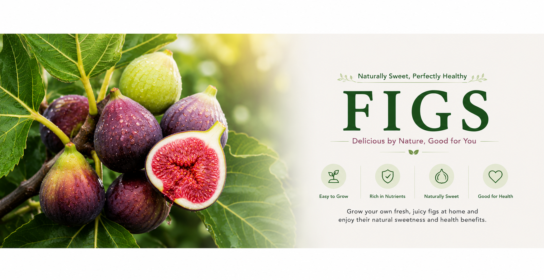 fig plants online India fig fruit plant nursery India