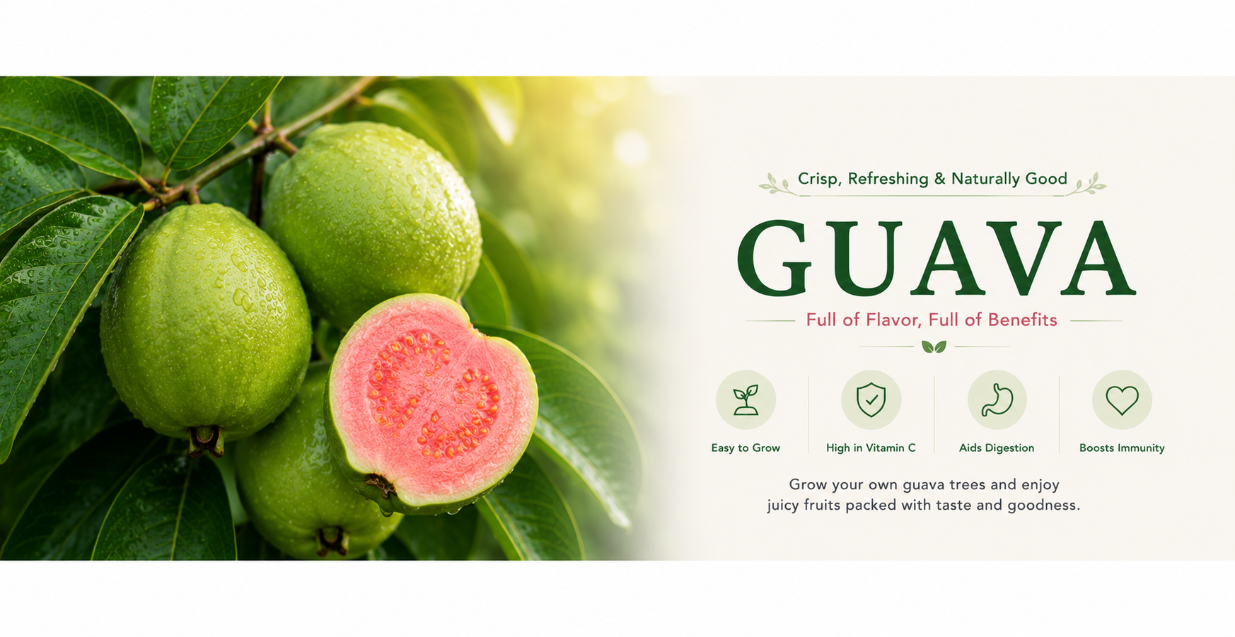 buy guava plant online India, organic guava plant supplier India
