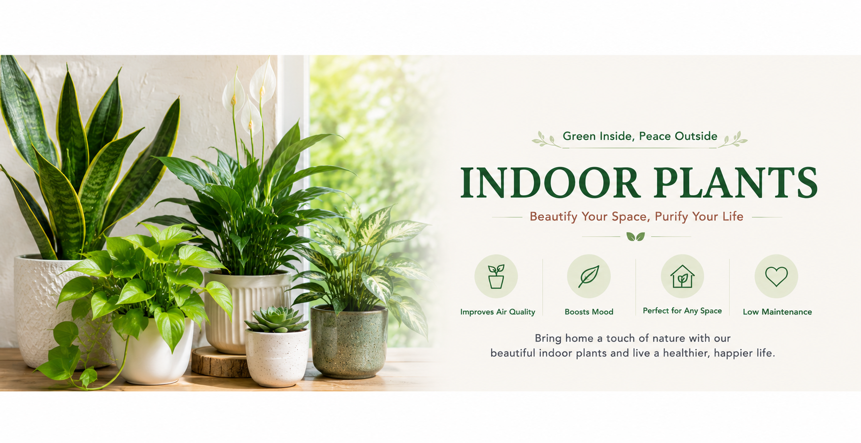 indoor plants for home online India, buy premium indoor plants online India