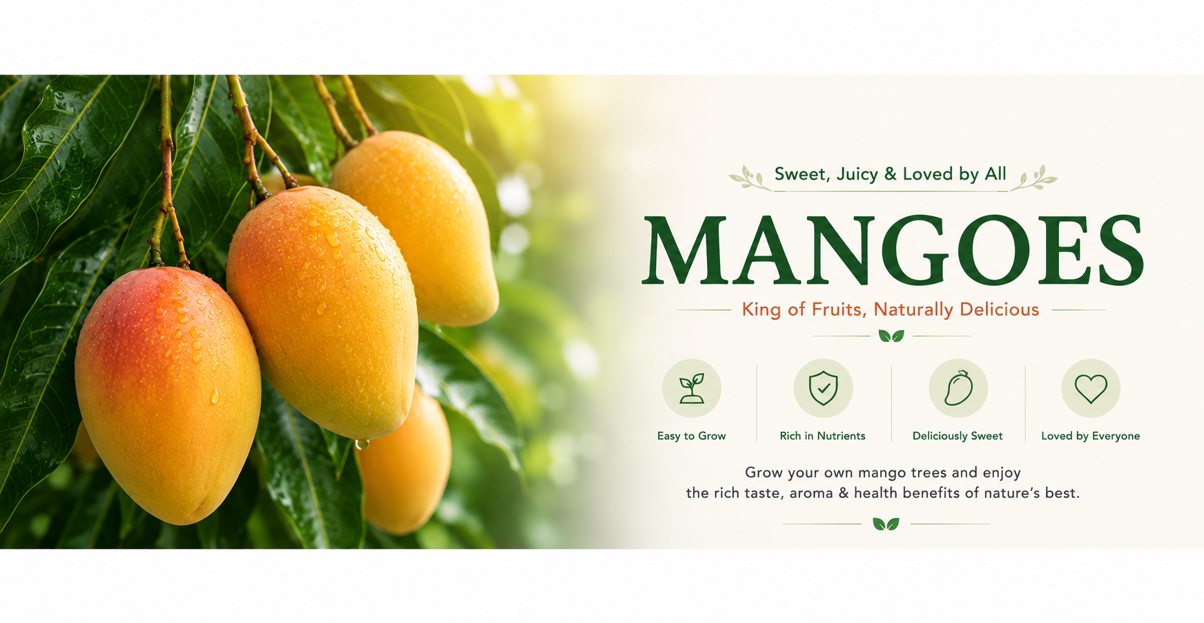 mango plants online India mango fruit plant nursery India