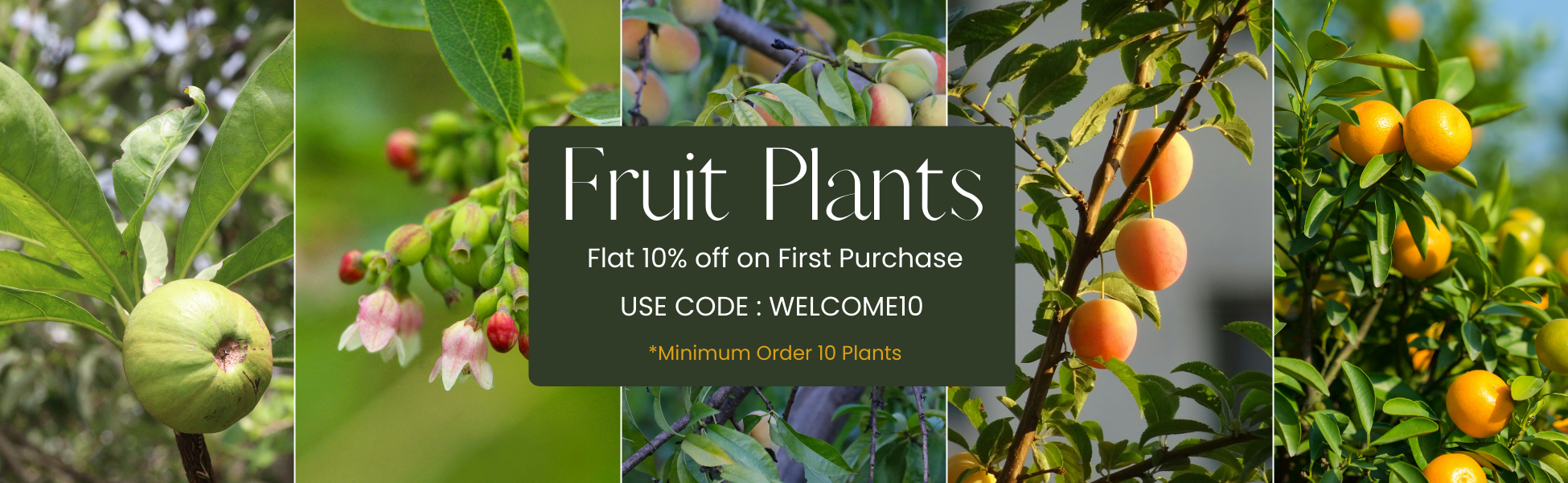 All Plants