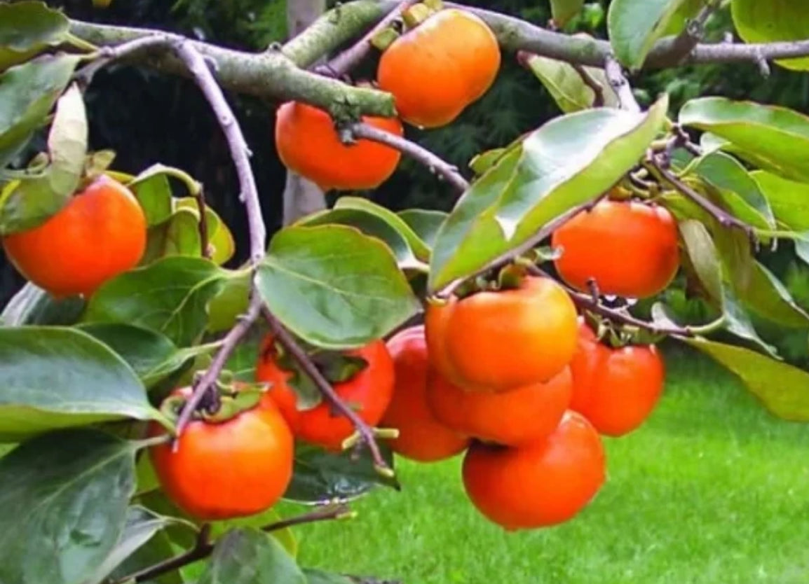 Persimmon fruit