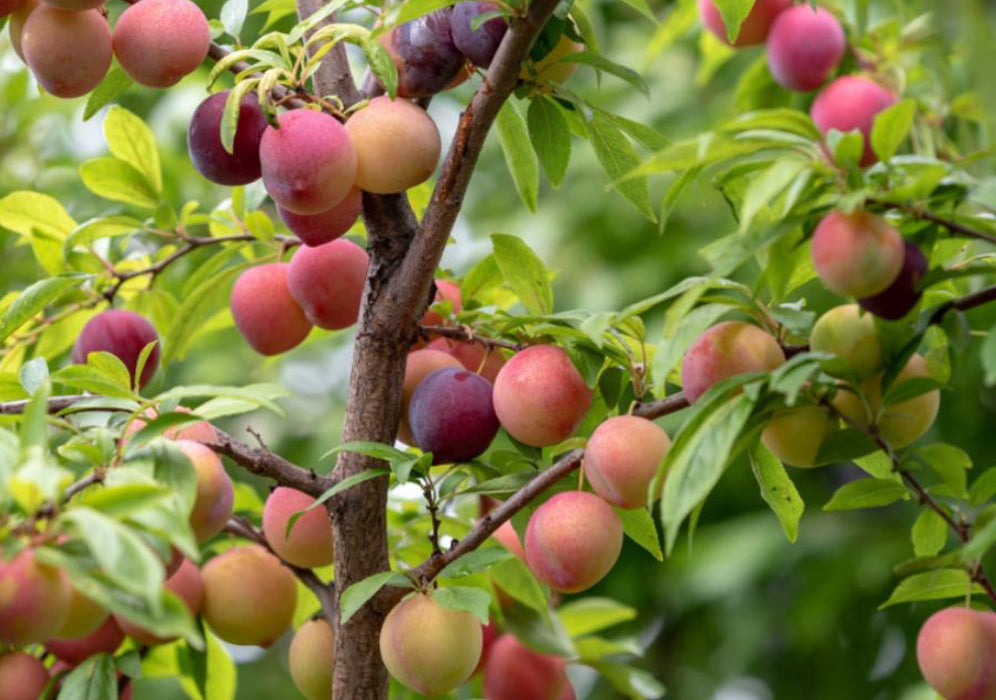 Aloo Bukhara (kala Amritsari)