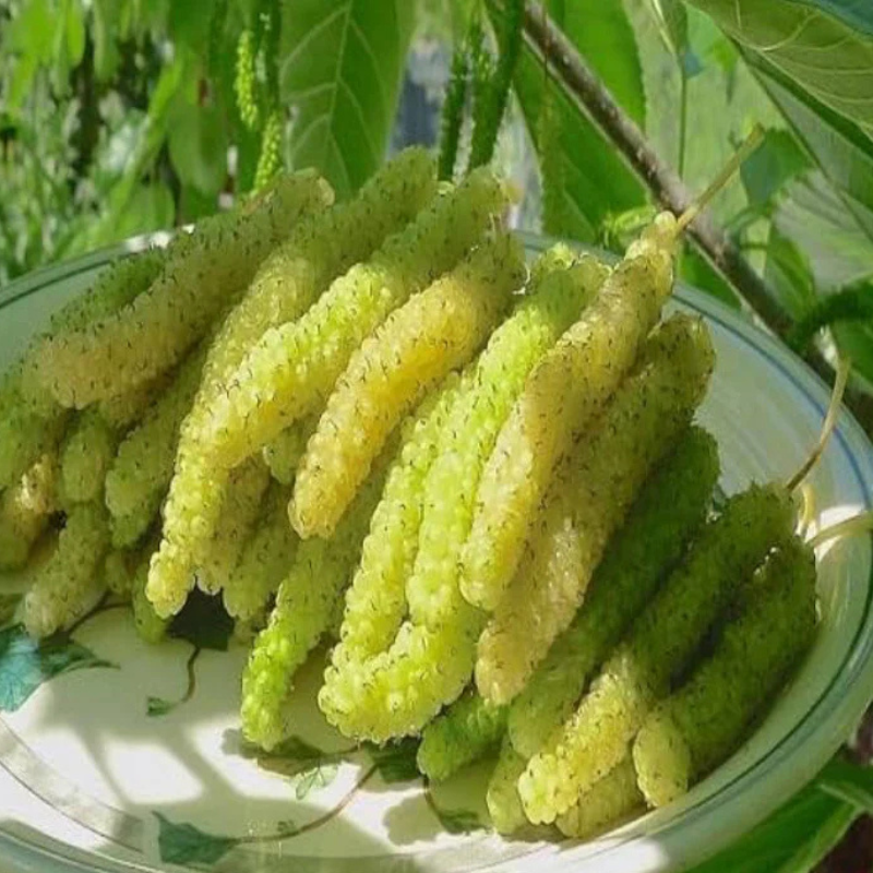 Pakistani Green Long Mulberry Plant