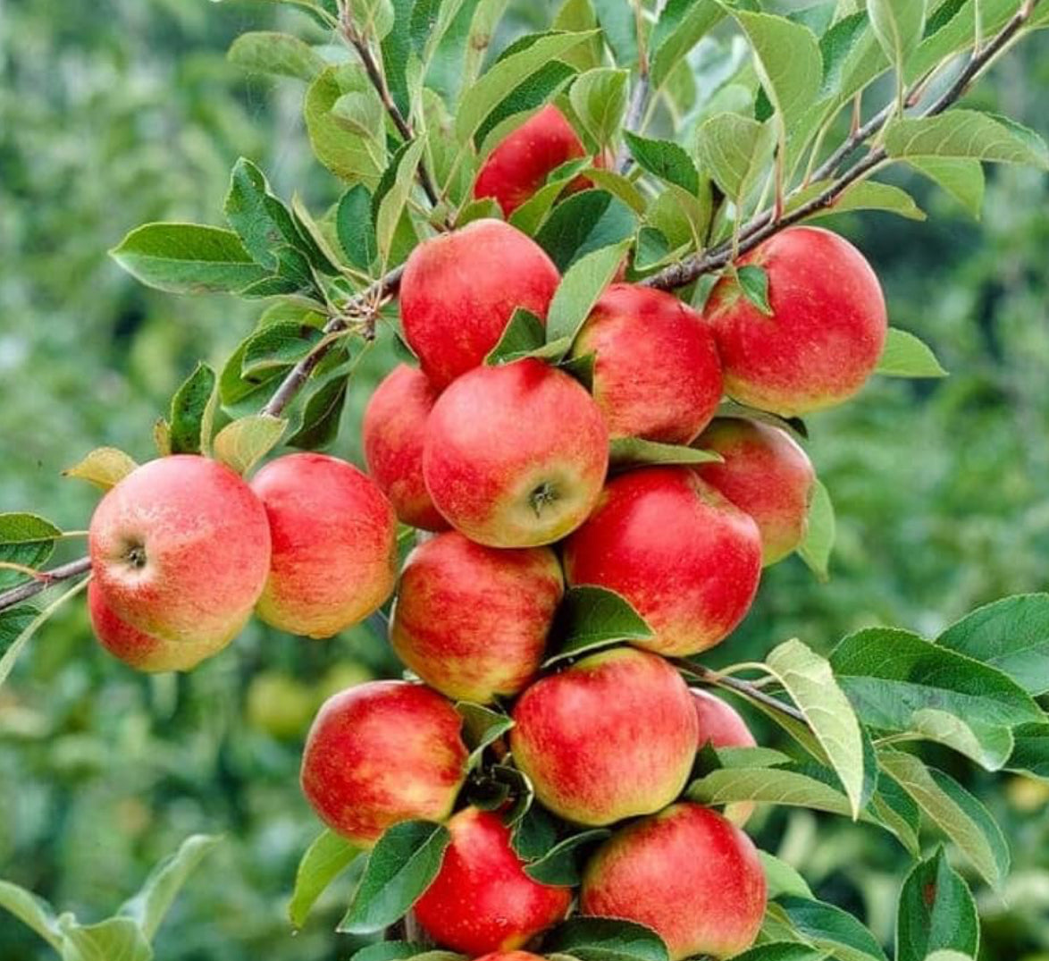 Anna Apple (M-9)