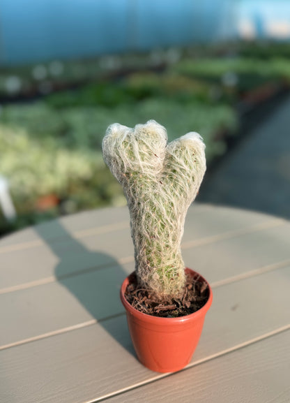 5 Best Office Plants for Desk | Easy Indoor Plants Set