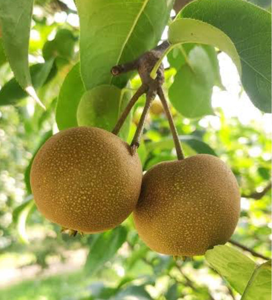Nijisseiki pear