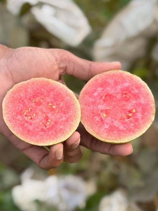 JHN-2 Guava