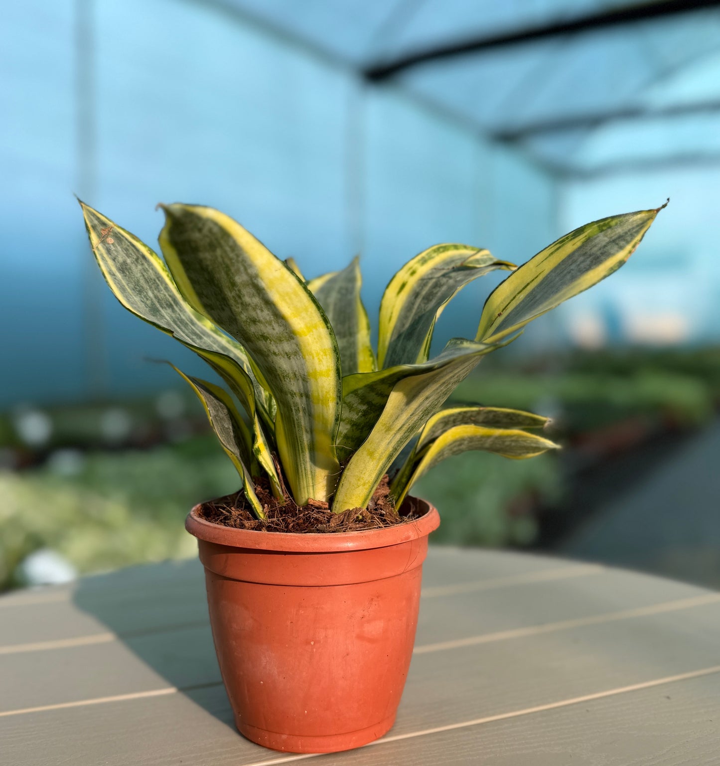 5 Best Office Plants for Desk | Easy Indoor Plants Set