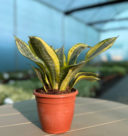 5 Best Office Plants for Desk | Easy Indoor Plants Set