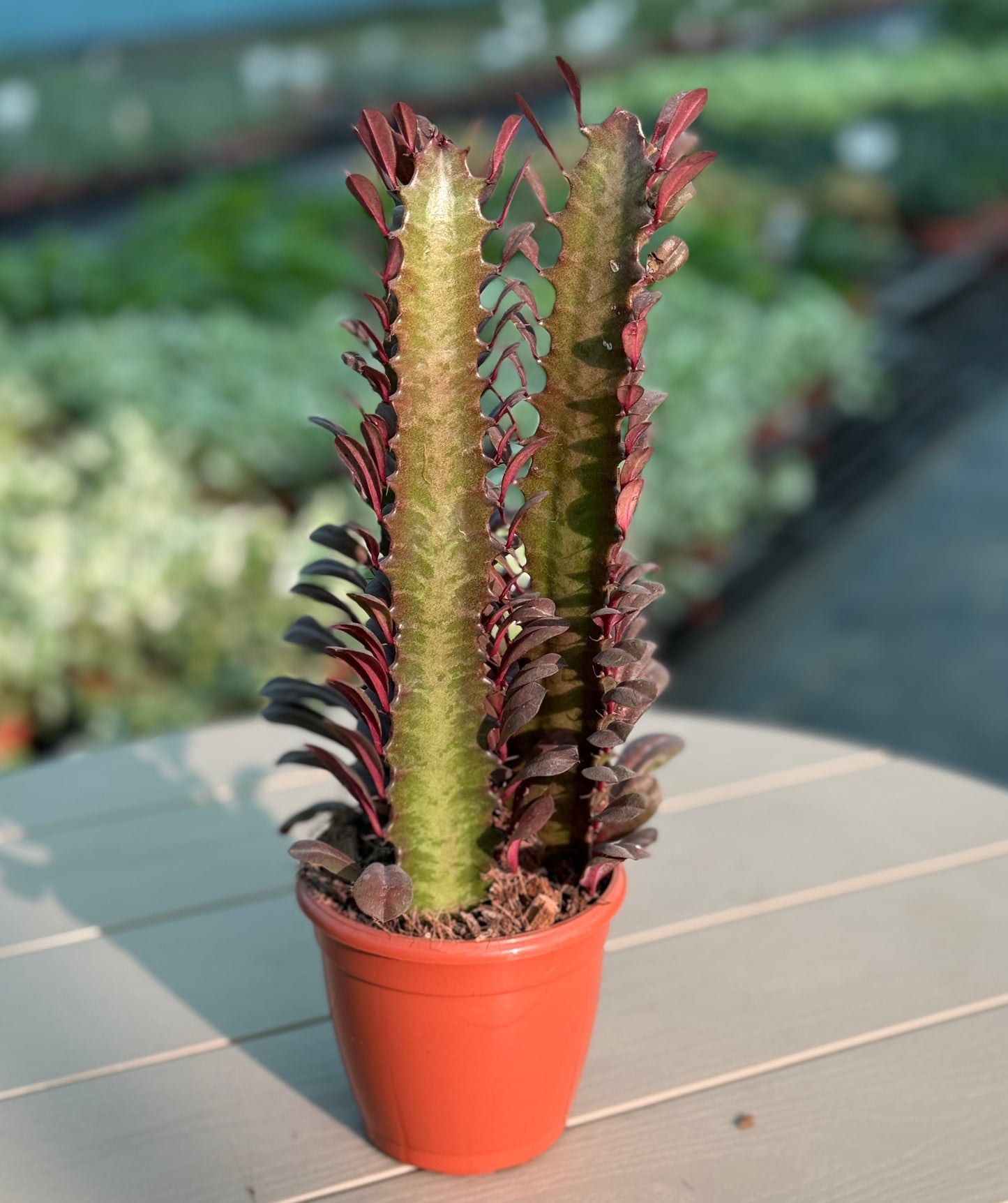 5 Best Office Plants for Desk | Easy Indoor Plants Set