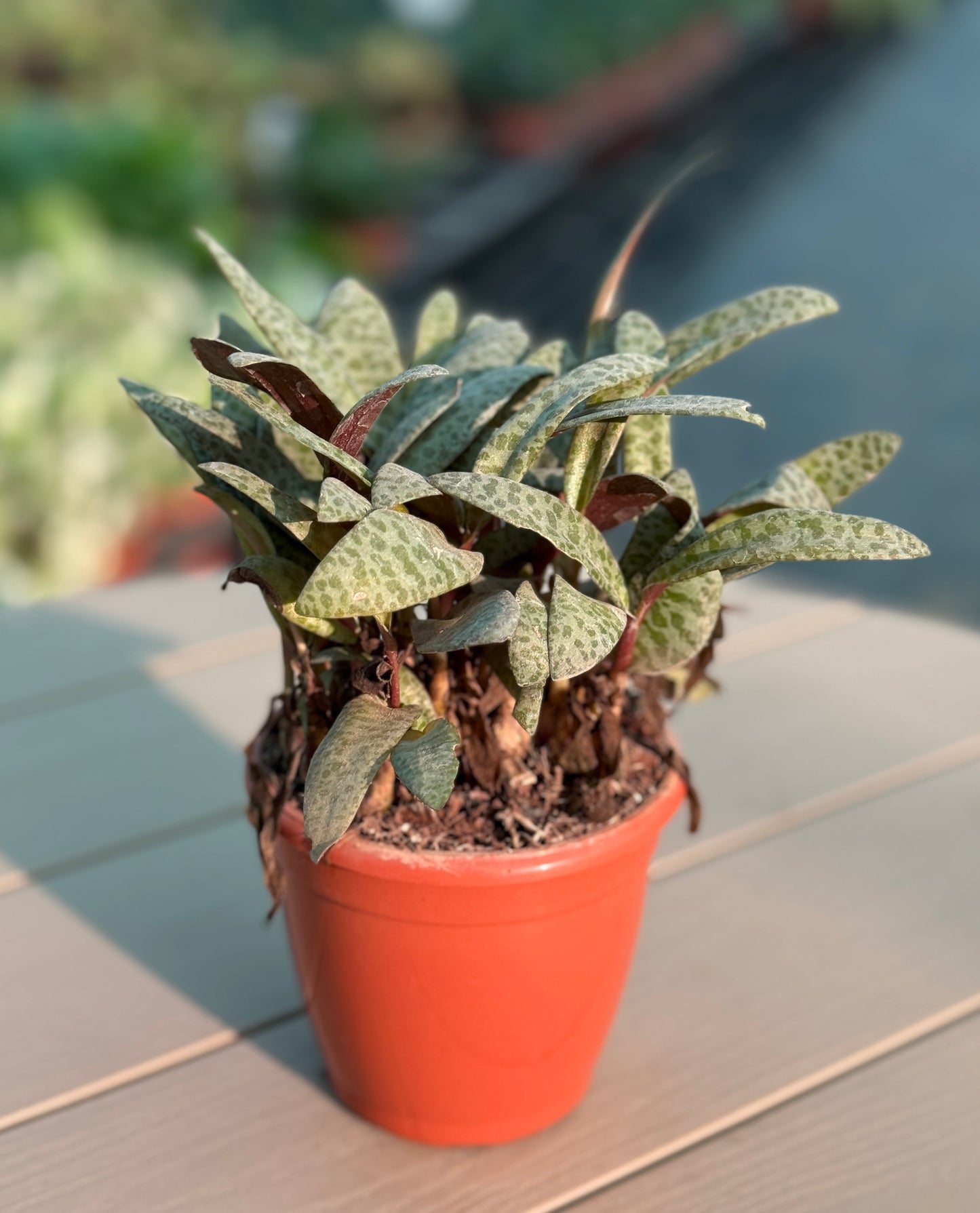 Combo Pack of 5 Best Indoor  Plant