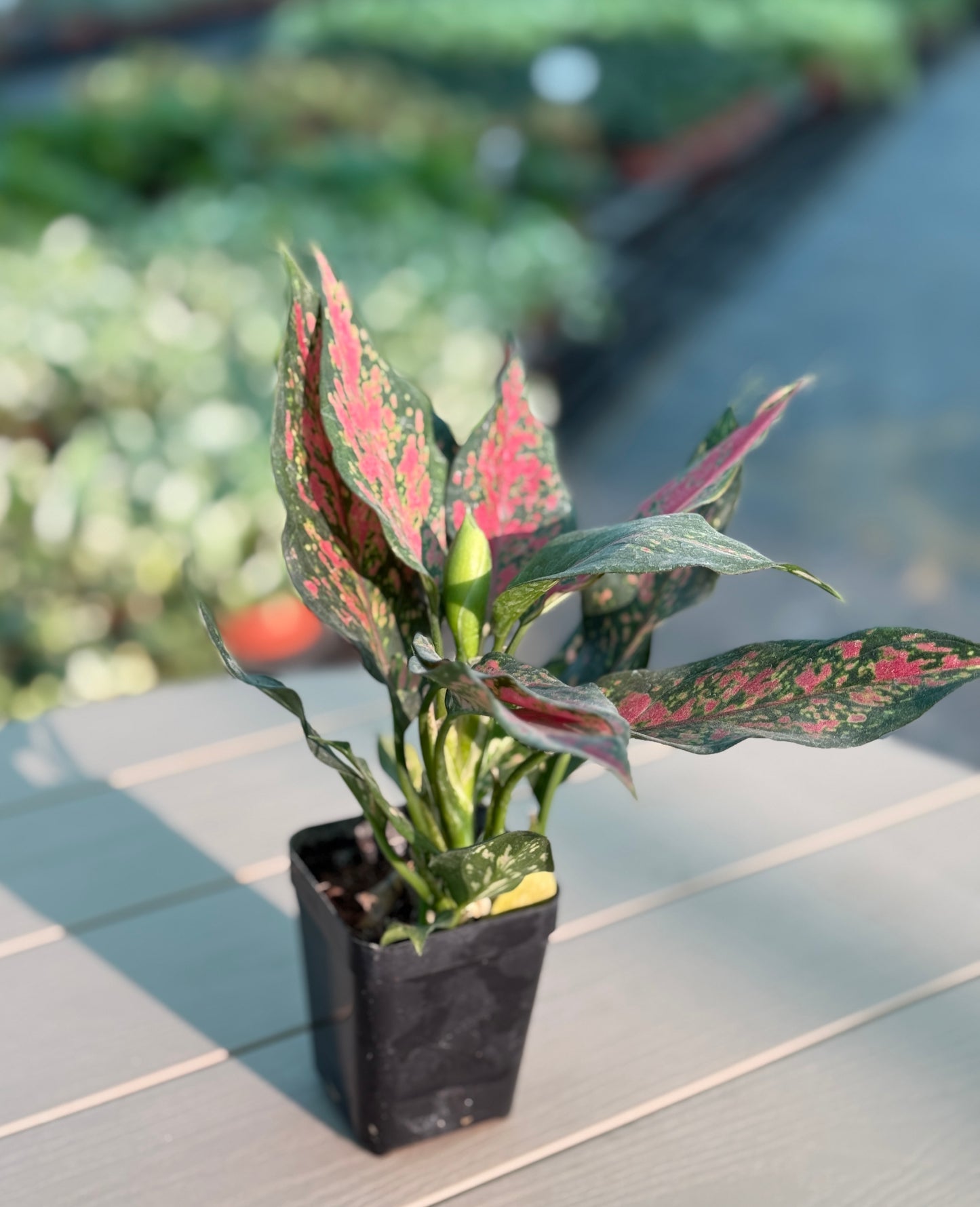 5 Best Office Plants for Desk | Easy Indoor Plants Set