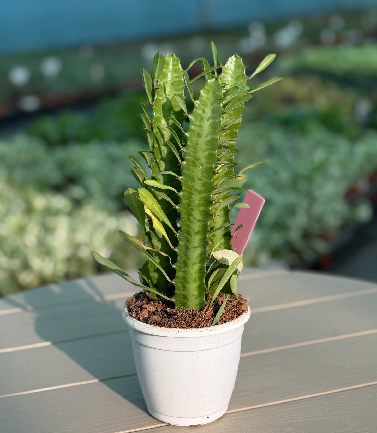 Combo Pack of 5 Best Indoor  Plant