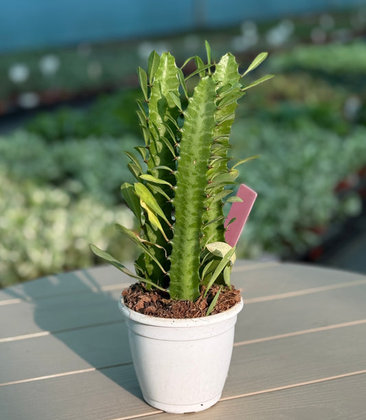 Combo Pack of 5 Best Indoor  Plant