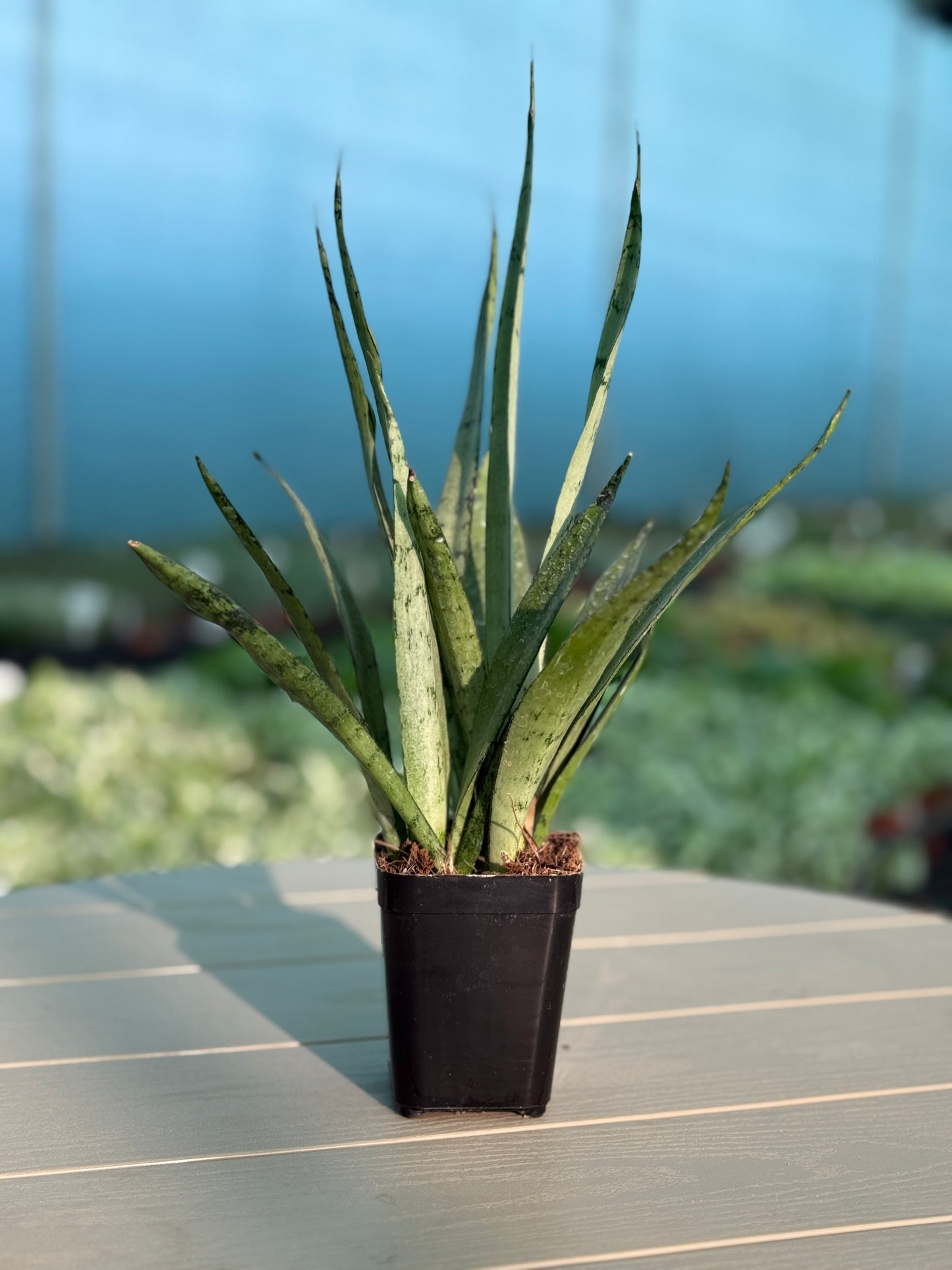 Combo Pack of 5 Best Indoor  Plant