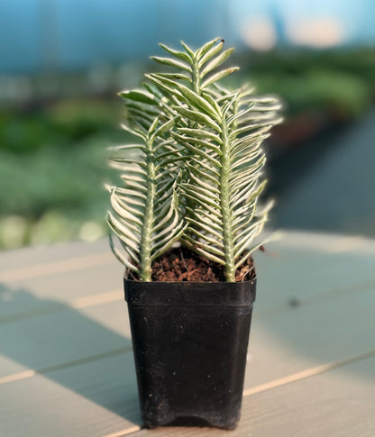 Combo Pack of 5 Best Indoor  Plant