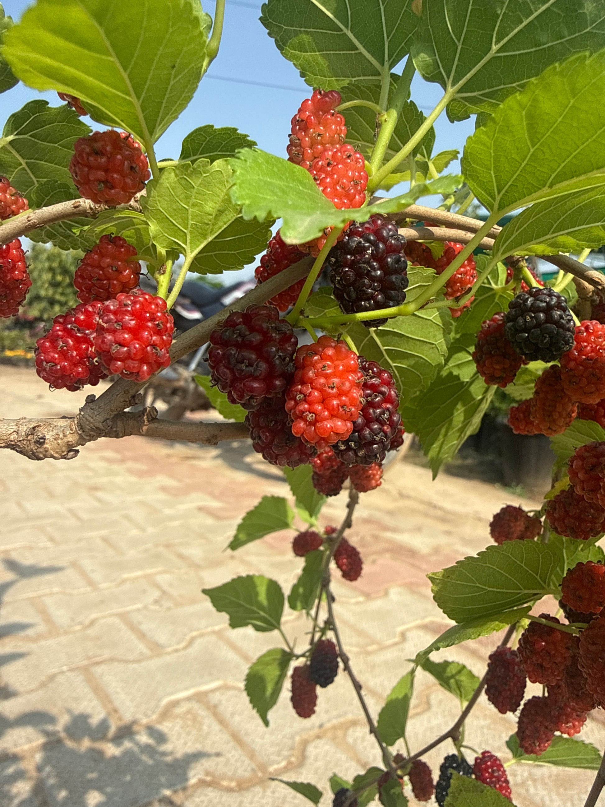 Chiang Mai 60 Mulberry Live Fruit Plant for Outdoor Garden - jaihindnursery