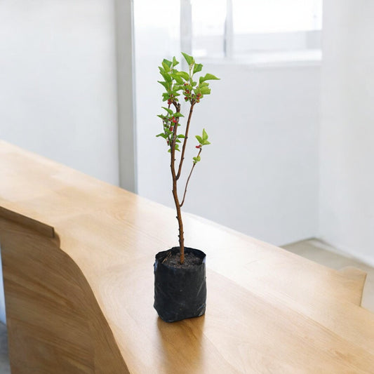 Chiang Mai 60 Mulberry Live Fruit Plant for Outdoor Garden