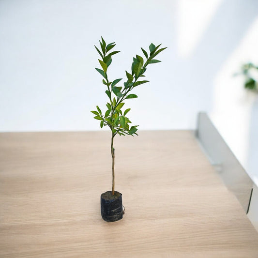 Mosmbi  (Alemo-rootstock)