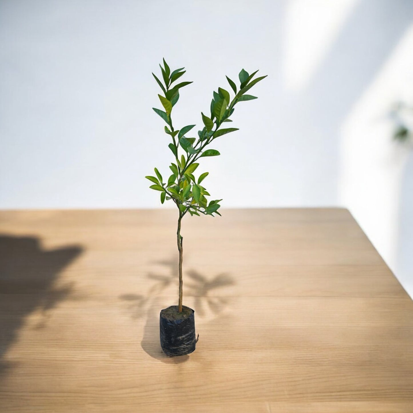 Mosmbi (Alemo-Rootstock)