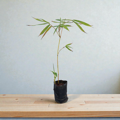 Bamboo Tulda Live Plant Fast Growing
