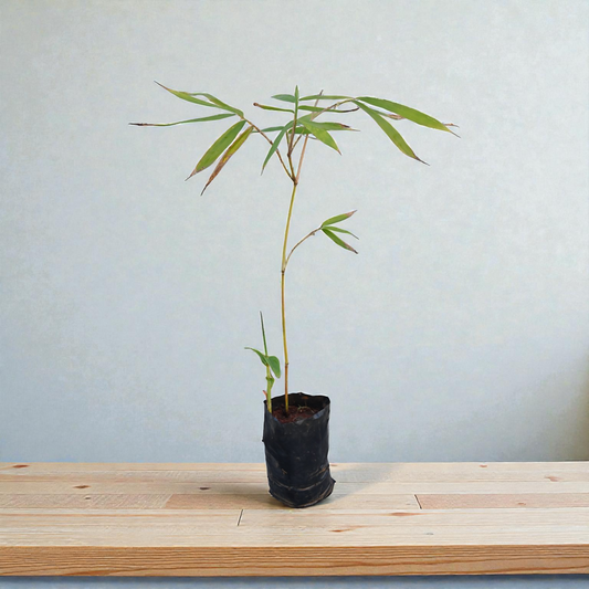 Bamboo Tulda Live Plant Fast Growing