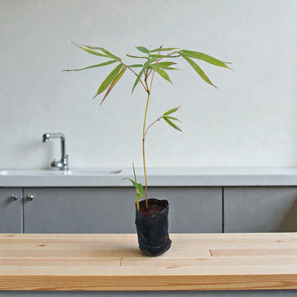 Bamboo Tulda Live Plant Fast Growing