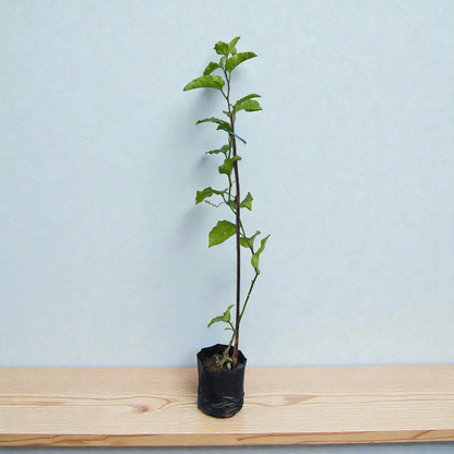 Passion Fruit Live Plant Climber Vine