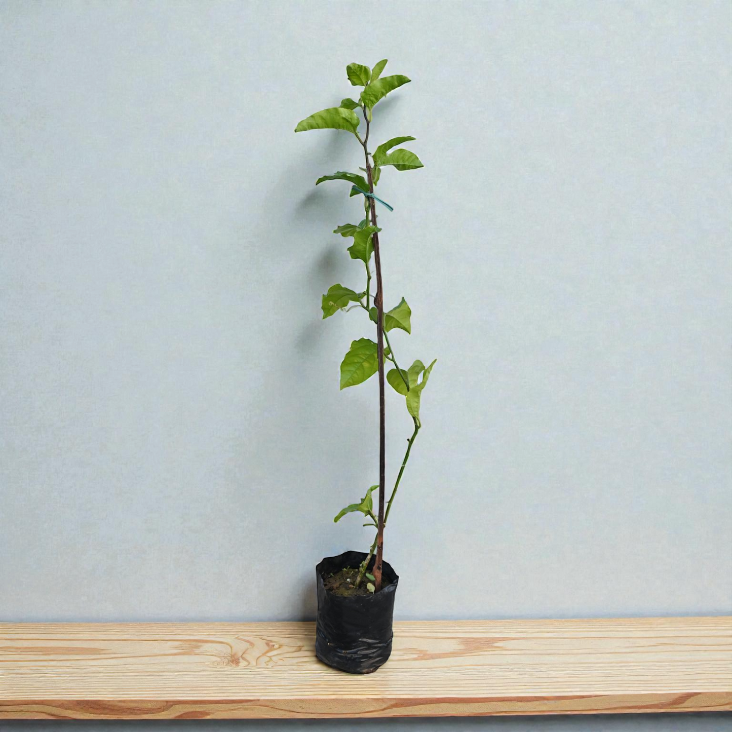 Passion Fruit Live Plant Climber Vine