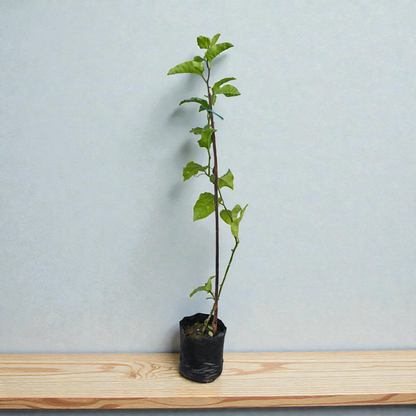 Passion Fruit Live Plant Climber Vine