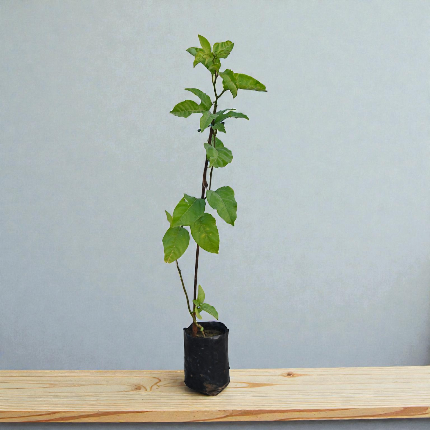 Passion Fruit Live Plant Climber Vine