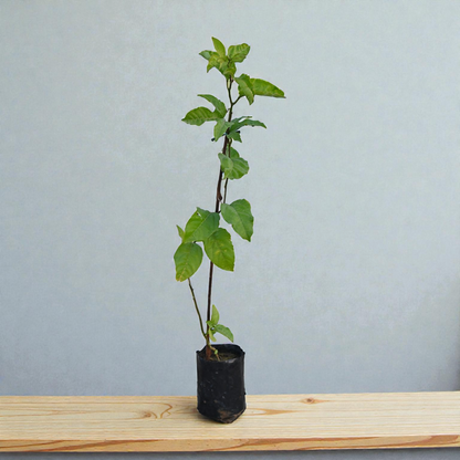 Passion Fruit Live Plant Climber Vine