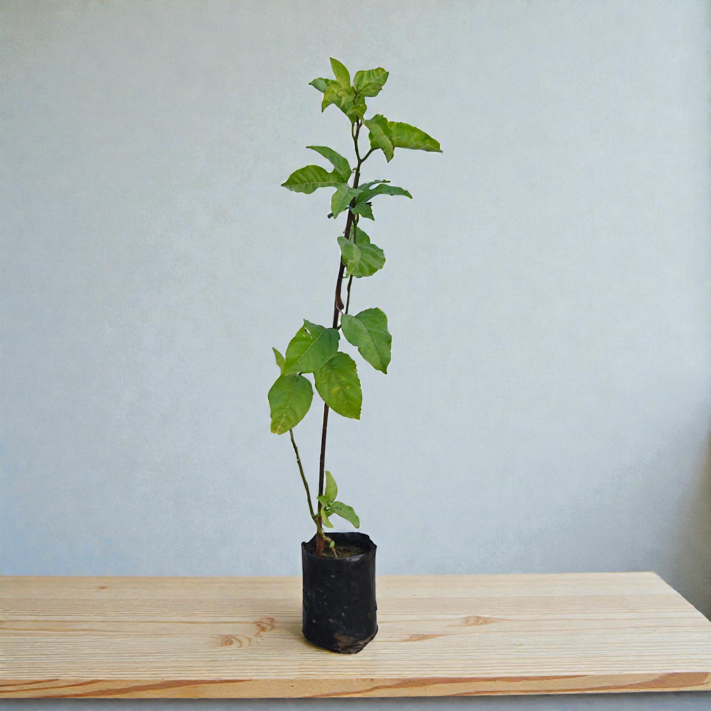 Passion Fruit Live Plant Climber Vine