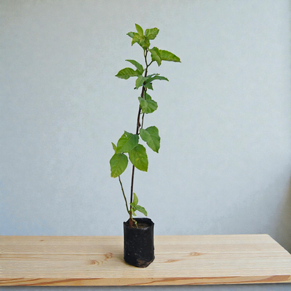 Passion Fruit Live Plant Climber Vine