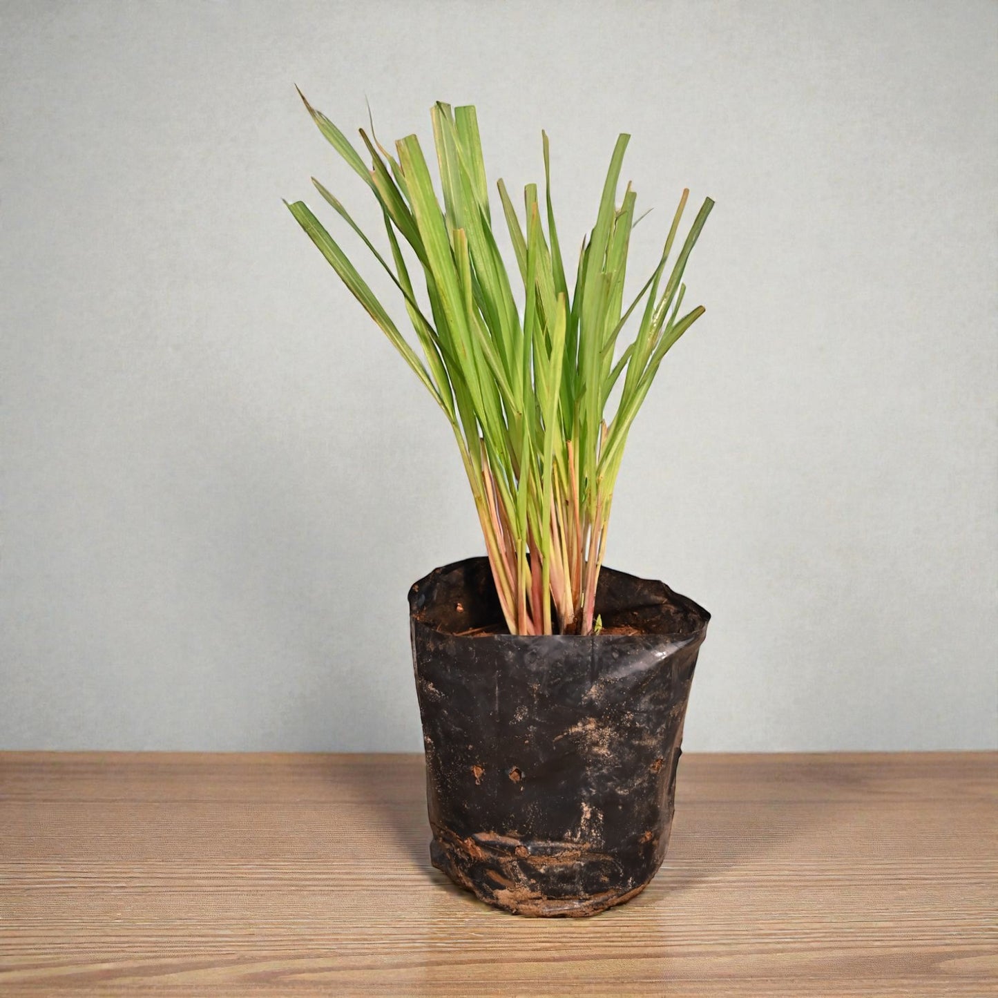 Lemongrass Live Herb Plant for Garden