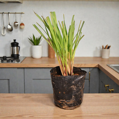 Lemongrass Live Herb Plant for Garden