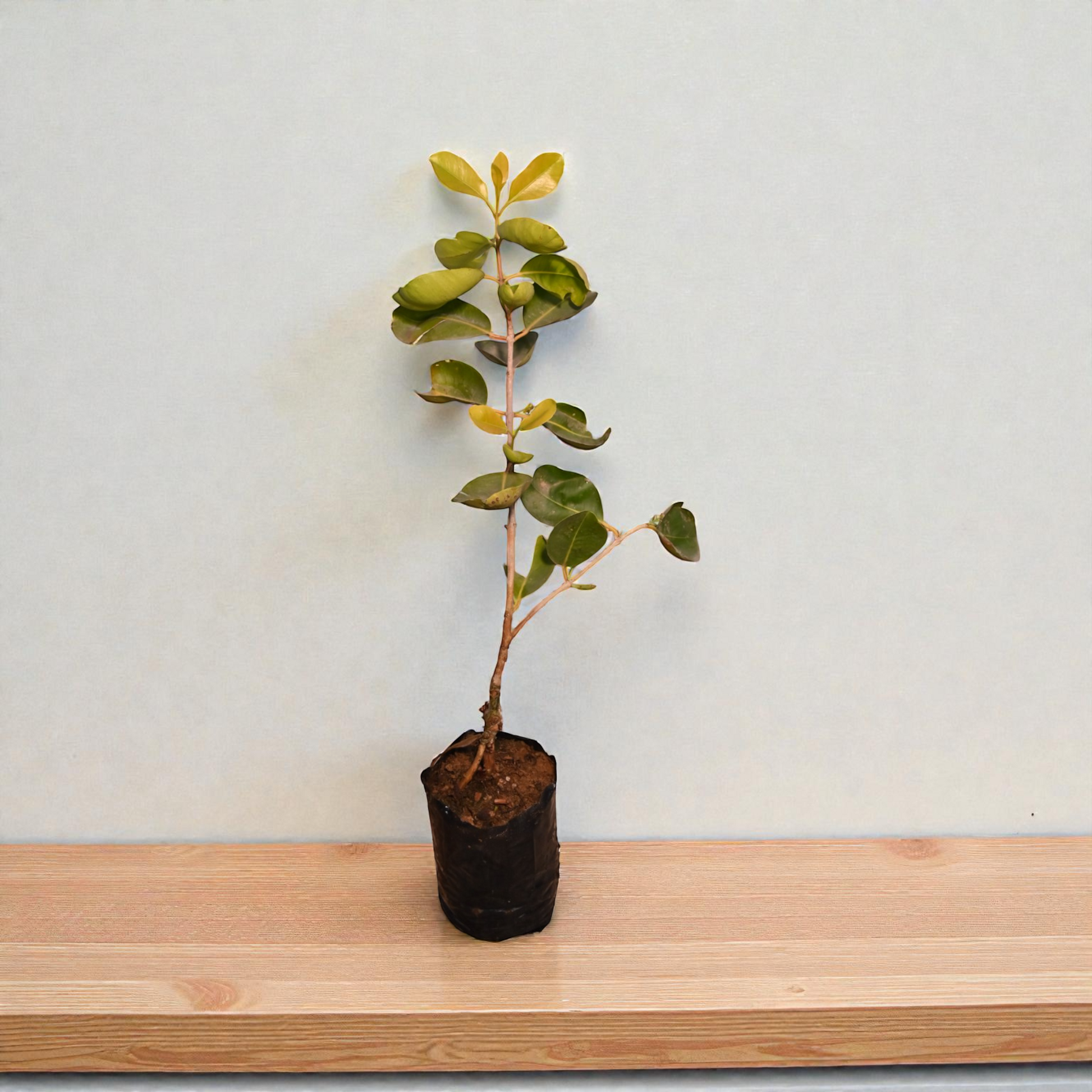 Thai King Jamun jaihindnursery