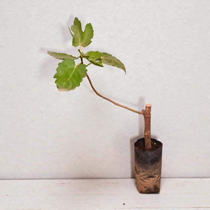 Black Ischimp Fig jaihindnursery