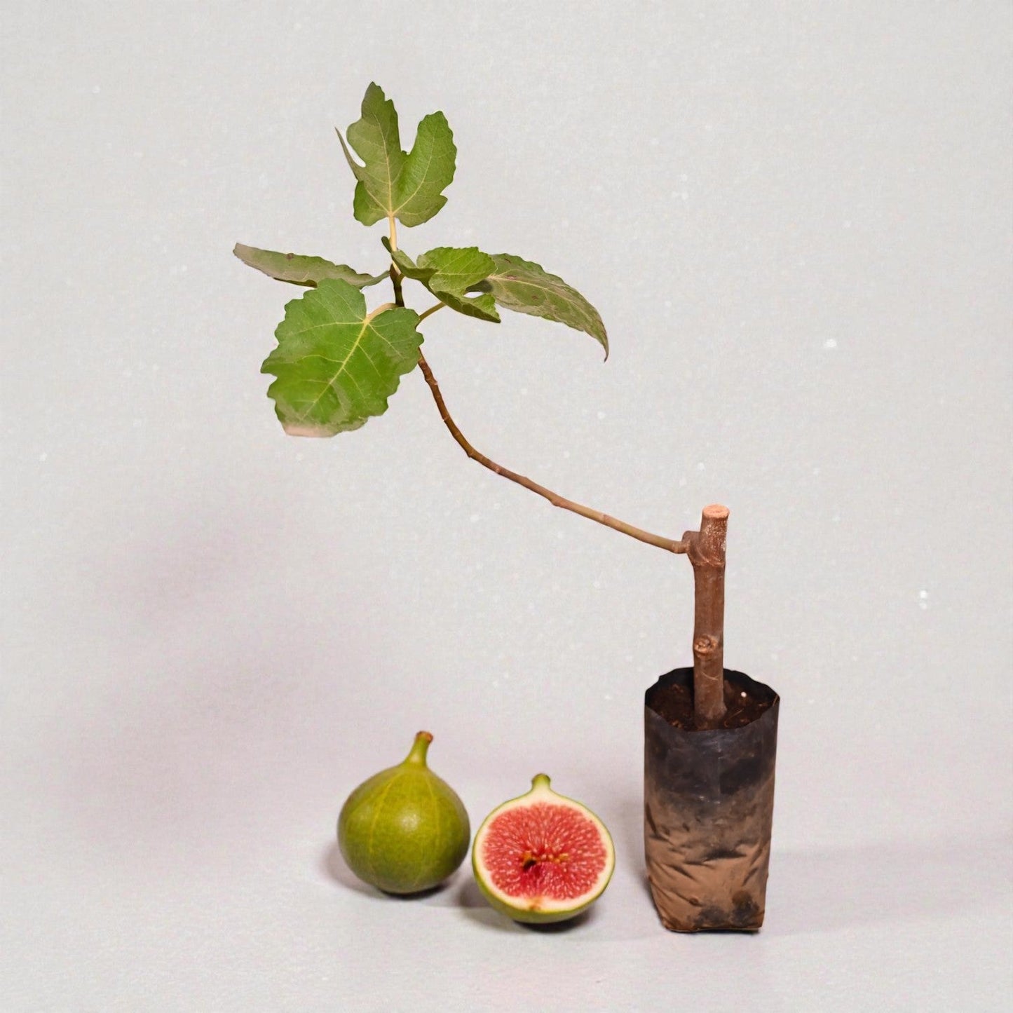 Black Ischimp Fig jaihindnursery