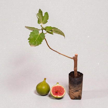 Black Ischimp Fig jaihindnursery