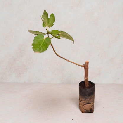 Black Ischimp Fig jaihindnursery