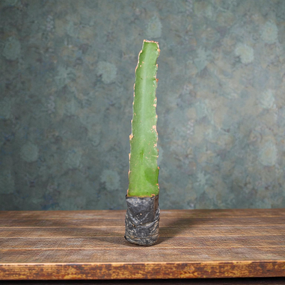 Moroccan Red Dragon Fruit