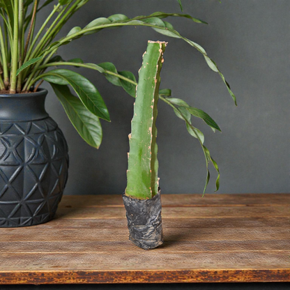 Moroccan Red Dragon Fruit