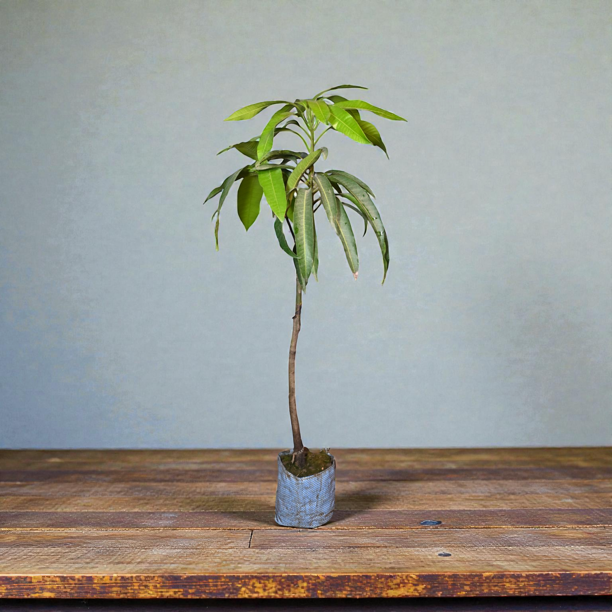 Miyazaki Mango - jaihindnursery