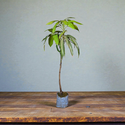 Miyazaki Mango - jaihindnursery